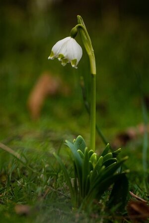 Leucojum vernum geen maat specificatie 0,55L/P9cm - image 3