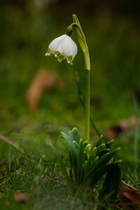 Leucojum vernum geen maat specificatie 0,55L/P9cm - image 3