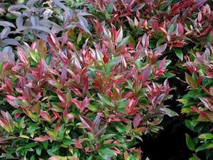 Leucothoe 'Zeblid' 25-30 cm cont. 3,0L - afbeelding 2