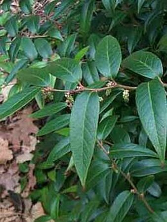 Leucothoe 'Zeblid' 25-30 cm cont. 3,0L - afbeelding 3