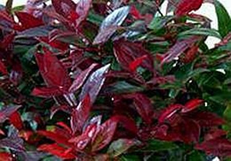 Leucothoe 'Zeblid' 25-30 cm cont. 3,0L - afbeelding 4