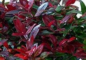 Leucothoe 'Zeblid' 25-30 cm cont. 3,0L - afbeelding 4