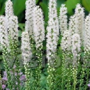 Liatris spicata 'Alba' geen maat specificatie 0,55L/P9cm - afbeelding 4