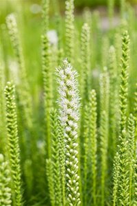 Liatris spicata 'Alba' geen maat specificatie 0,55L/P9cm