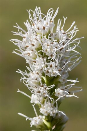Liatris spicata 'Alba' geen maat specificatie 0,55L/P9cm - afbeelding 2
