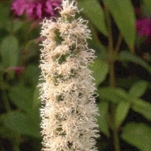 Liatris spicata 'Alba' geen maat specificatie 0,55L/P9cm - afbeelding 5