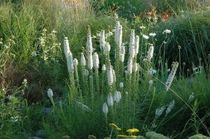 Liatris spicata 'Alba' geen maat specificatie 0,55L/P9cm - afbeelding 3