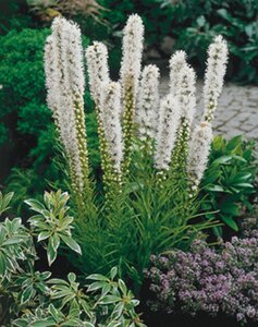 Liatris spicata 'Alba' geen maat specificatie 0,55L/P9cm - afbeelding 6