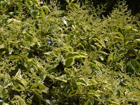 Ligustrum lucidum 30-40 cm cont. 3,0L - afbeelding 1