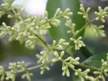 Ligustrum lucidum 30-40 cm cont. 3,0L - afbeelding 2