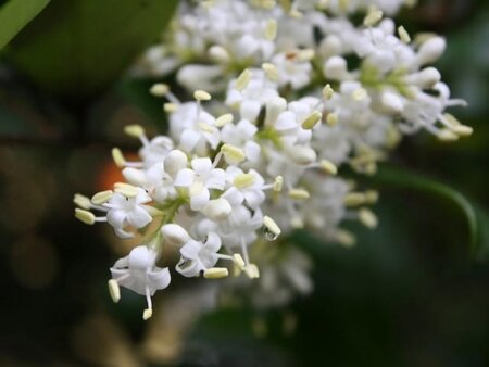 Ligustrum lucidum 30-40 cm cont. 3,0L - afbeelding 3