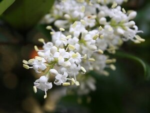 Ligustrum lucidum 30-40 cm cont. 3,0L - afbeelding 3