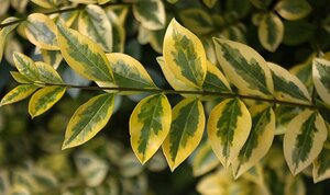 Ligustrum oval. 'Aureum' 80-100 cm cont. 5,0L - afbeelding 2