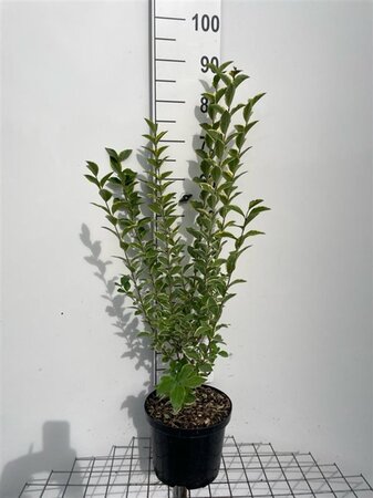 Ligustrum oval. 'Aureum' 80-100 cm cont. 5,0L - afbeelding 3