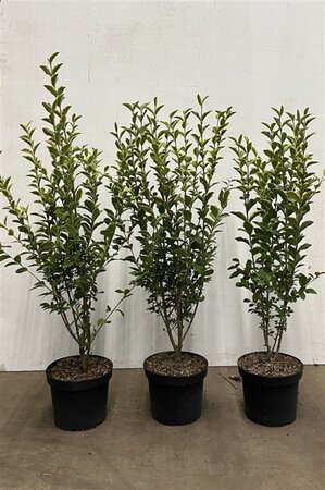 Ligustrum oval. 'Aureum' 80-100 cm cont. 5,0L - afbeelding 3