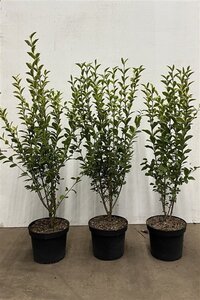 Ligustrum oval. 'Aureum' 80-100 cm cont. 5,0L - afbeelding 3
