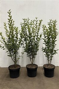Ligustrum oval. 'Aureum' 80-100 cm cont. 5,0L - afbeelding 4