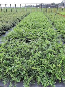 Ligustrum obt. 'Dart's Spreader' 30-40 cm cont. 1,5L