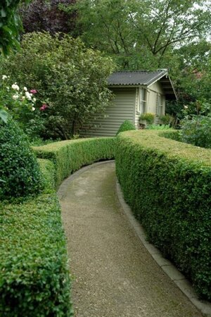 Ligustrum obt. Massif 30-40 cm cont. 3,0L - afbeelding 3