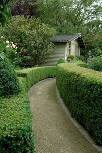 Ligustrum obt. Massif 30-40 cm cont. 3,0L - afbeelding 3