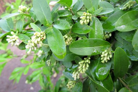 Ligustrum obtusifolium regelianum 30-50 cm cont. 3,0L - afbeelding 2