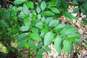 Ligustrum obtusifolium regelianum 30-50 cm cont. 3,0L - afbeelding 3