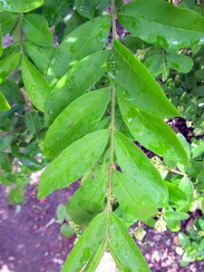 Ligustrum obtusifolium regelianum 30-50 cm cont. 3,0L - afbeelding 4