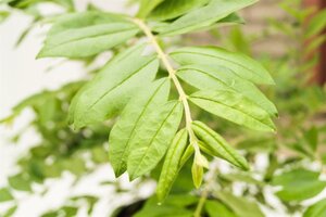 Ligustrum obtusifolium regelianum 30-50 cm cont. 3,0L - afbeelding 5