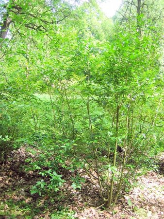 Ligustrum obtusifolium regelianum 30-50 cm cont. 3,0L - afbeelding 6