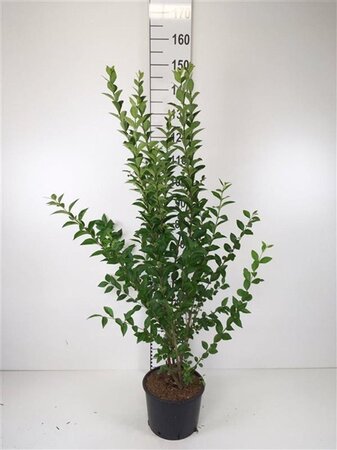 Ligustrum ovalifolium 100-120 cm cont. 7,5L