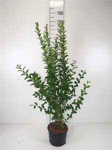 Ligustrum ovalifolium 100-120 cm cont. 7,5L