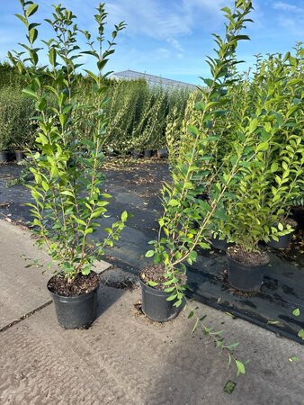 Ligustrum ovalifolium 100-125 cm cont. 7,5L - afbeelding 2