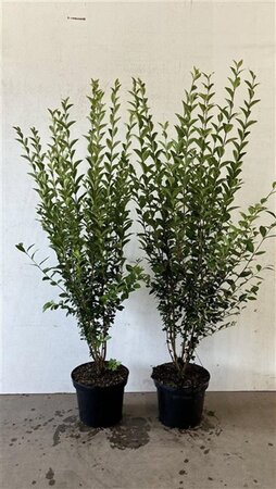 Ligustrum ovalifolium 100-125 cm cont. 7,5L - afbeelding 1