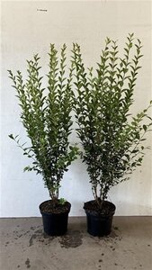 Ligustrum ovalifolium 100-125 cm cont. 7,5L