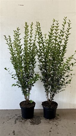 Ligustrum ovalifolium 100-125 cm cont. 7,5L - image 1