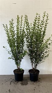 Ligustrum ovalifolium 100-125 cm cont. 7,5L