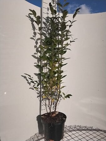 Ligustrum ovalifolium 100-125 cm cont. 7,5L - image 2