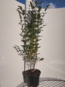 Ligustrum ovalifolium 100-125 cm cont. 7,5L - image 2