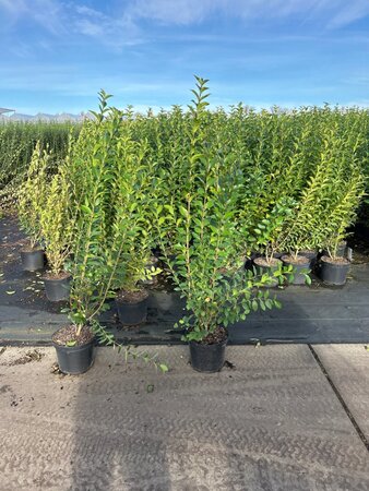Ligustrum ovalifolium 100-125 cm cont. 7,5L - image 3