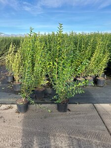 Ligustrum ovalifolium 100-125 cm cont. 7,5L - image 3