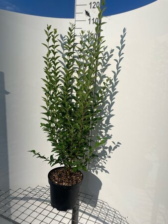 Ligustrum ovalifolium 100-125 cm cont. 7,5L - image 3