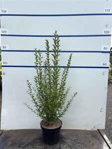Ligustrum ovalifolium 100-125 cm cont. 7,5L - image 4