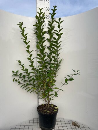 Ligustrum ovalifolium 125-150 cm cont. 7,5L - afbeelding 5