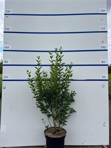 Ligustrum ovalifolium 125-150 cm cont. 7,5L - afbeelding 4