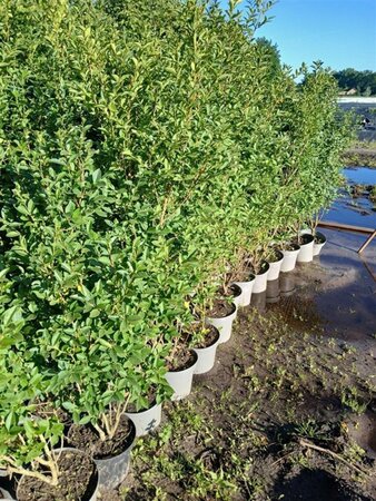 Ligustrum ovalifolium 125-150 cm cont. 7,5L - afbeelding 3