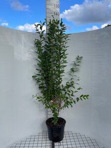 Ligustrum ovalifolium 125-150 cm cont. 7,5L - afbeelding 6