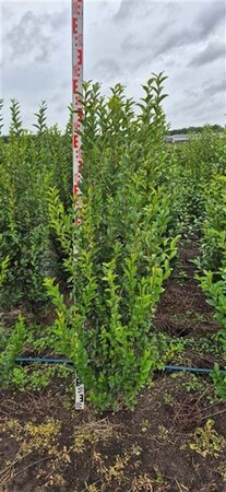 Ligustrum ovalifolium 125-150 cm met kluit - afbeelding 5