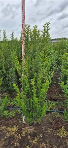 Ligustrum ovalifolium 125-150 cm met kluit - afbeelding 5