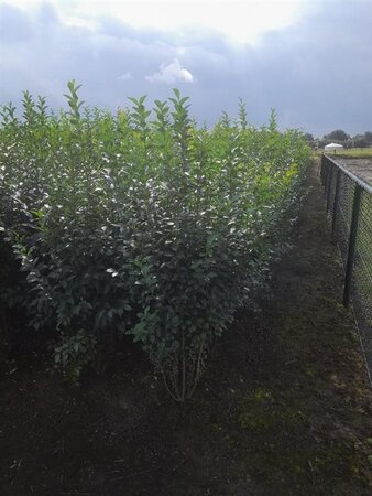 Ligustrum ovalifolium 125-150 cm met kluit - afbeelding 6