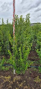 Ligustrum ovalifolium 125-150 cm met kluit - afbeelding 3